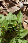 Oriental false hawksbeard